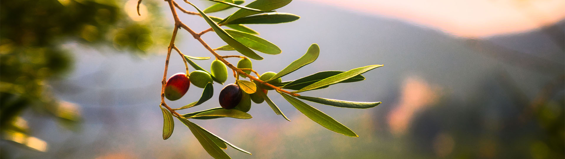 Oliven an einem Zweig
